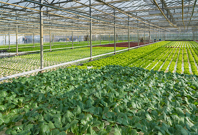農業種植基地.jpg